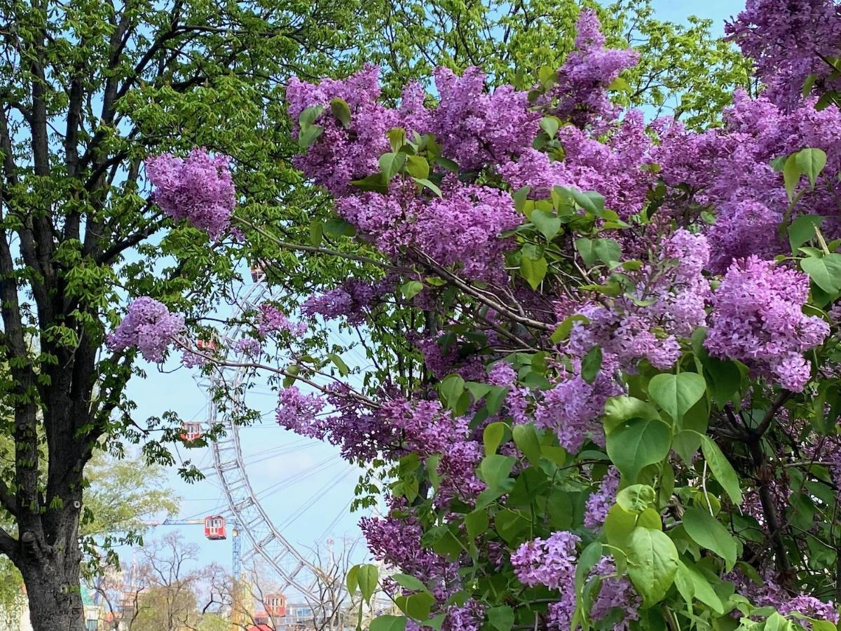 Appartamento Magic Vienna Right Next To The Prater! Esterno foto
